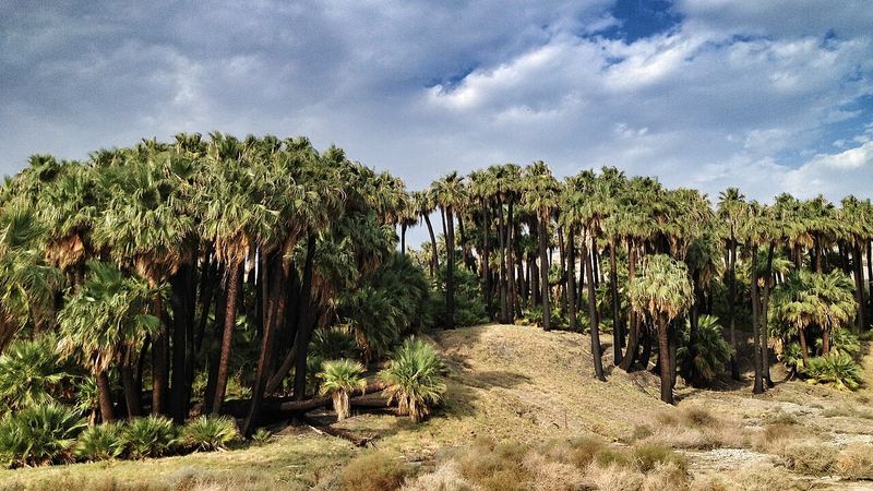 Thousand Palms, California
